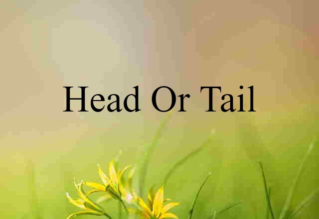 head or tail