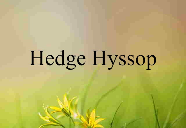 hedge hyssop