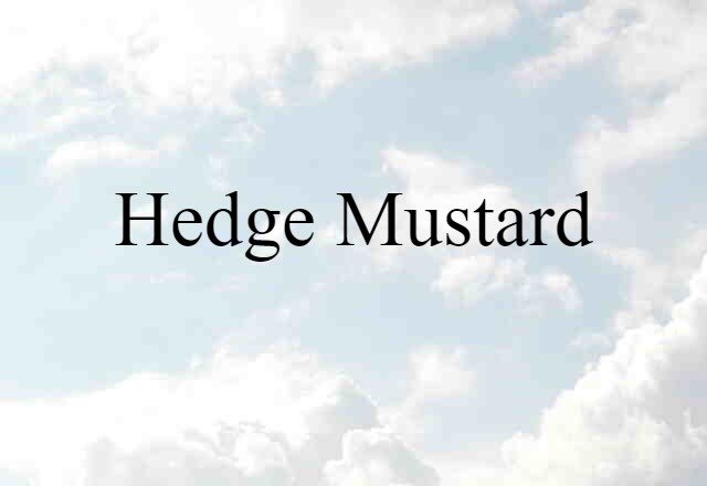 Hedge Mustard (noun) Definition, Meaning & Examples