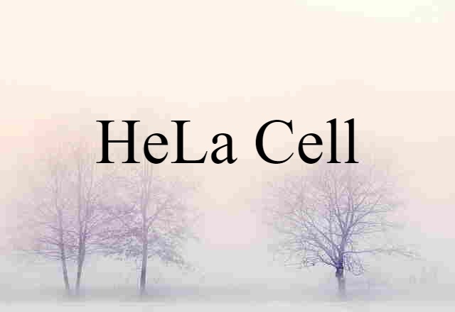 HeLa Cell (noun) Definition, Meaning & Examples