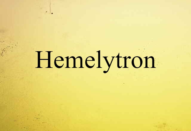 hemelytron