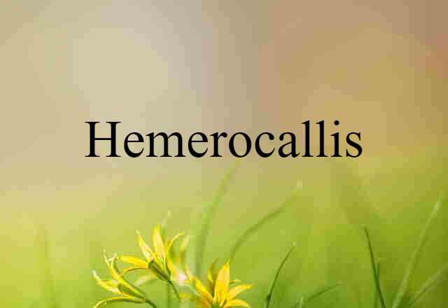 Hemerocallis (noun) Definition, Meaning & Examples