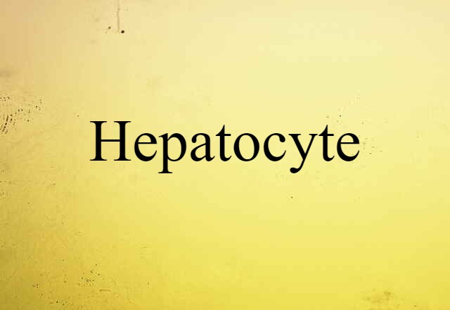 hepatocyte