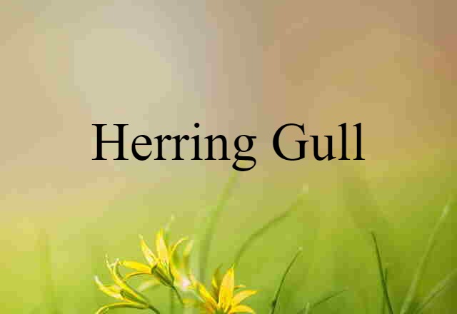 Herring Gull (noun) Definition, Meaning & Examples