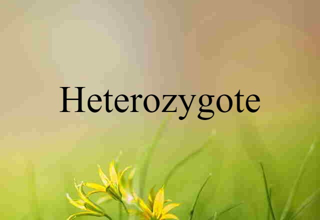 heterozygote