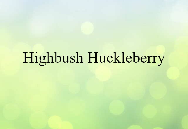 highbush huckleberry