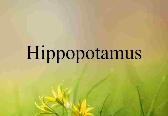 hippopotamus