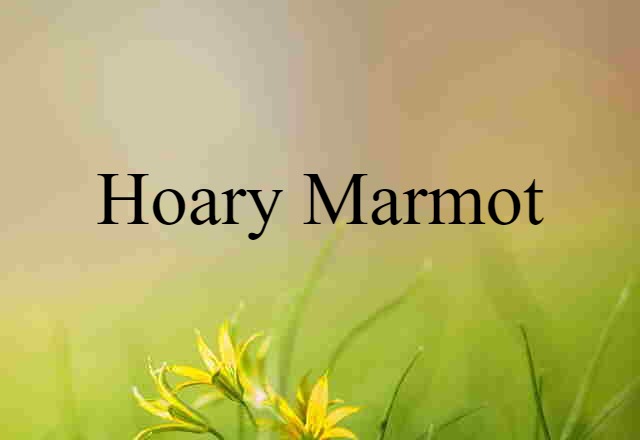 Hoary Marmot (noun) Definition, Meaning & Examples