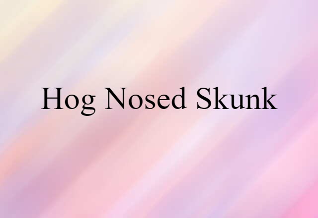 hog-nosed skunk