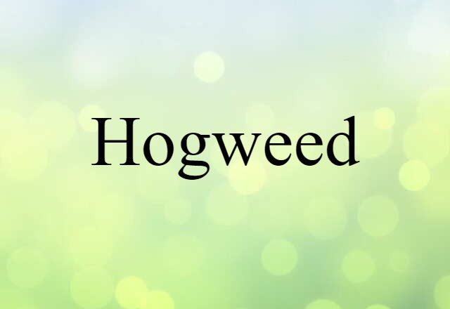 Hogweed (noun) Definition, Meaning & Examples