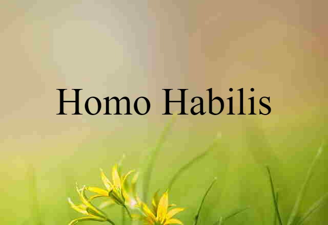 Homo habilis