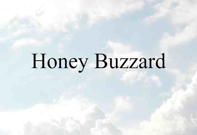 Honey Buzzard (noun) Definition, Meaning & Examples