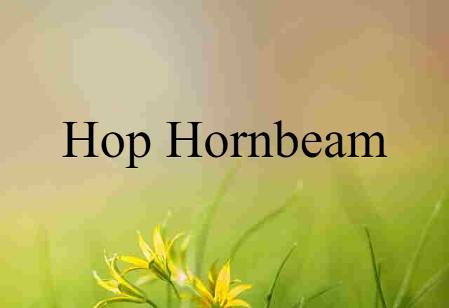 hop hornbeam