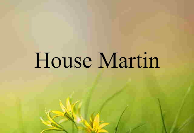 house martin