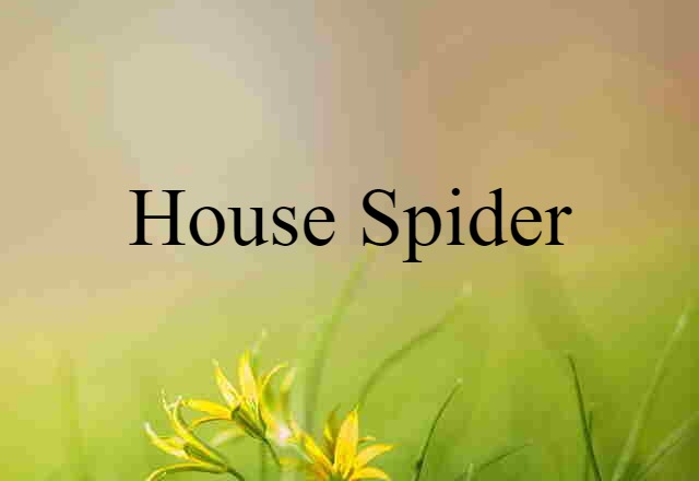 house spider