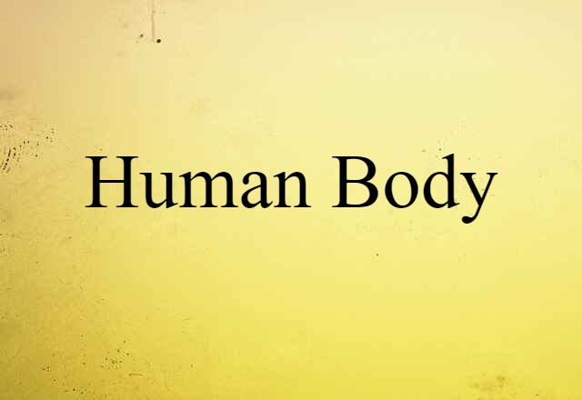 human body