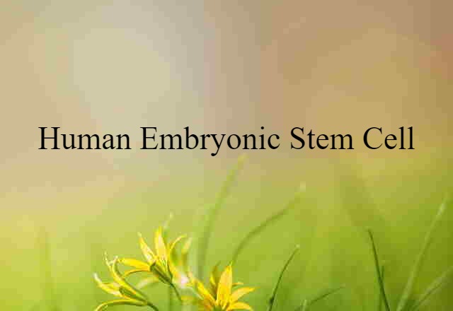 human embryonic stem cell