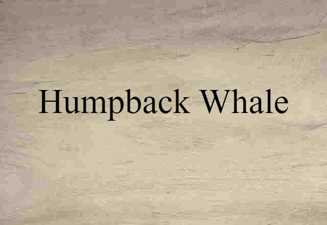 humpback whale