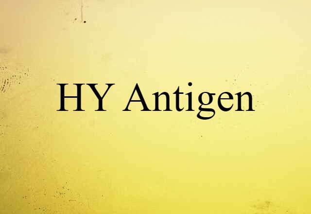 HY antigen