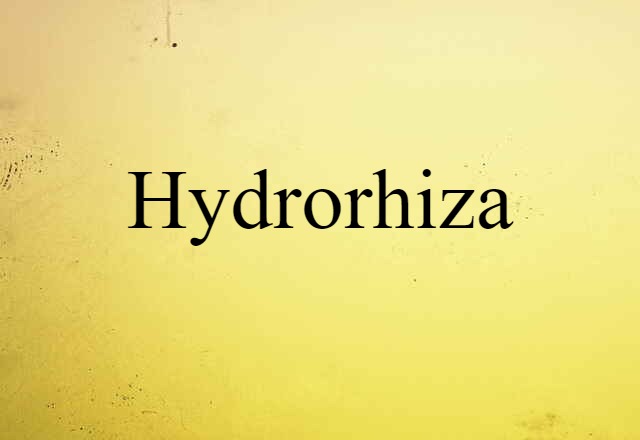 Hydrorhiza (noun) Definition, Meaning & Examples