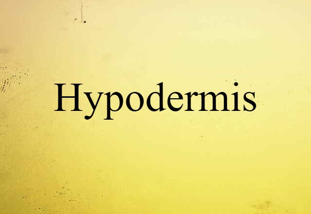 Hypodermis (noun) Definition, Meaning & Examples