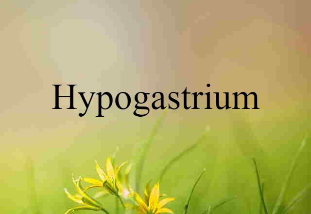 hypogastrium