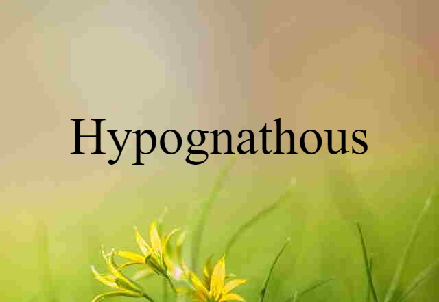 hypognathous