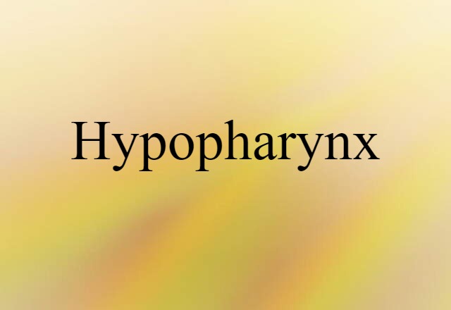 Hypopharynx (noun) Definition, Meaning & Examples