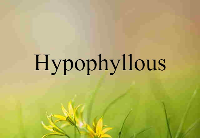 Hypophyllous (noun) Definition, Meaning & Examples