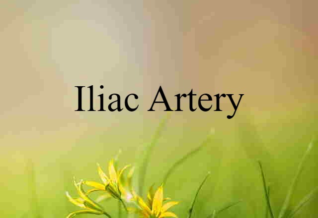 Iliac Artery (noun) Definition, Meaning & Examples