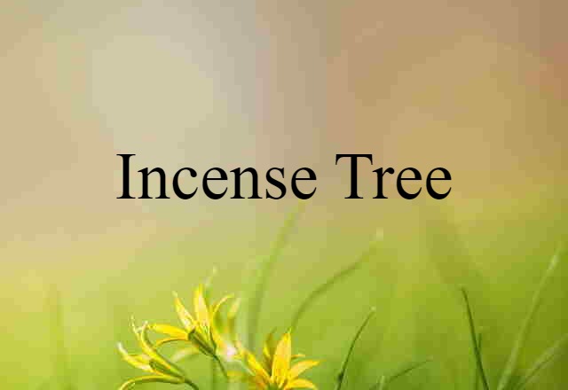 Incense Tree (noun) Definition, Meaning & Examples