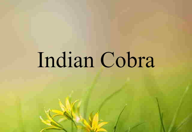 Indian cobra