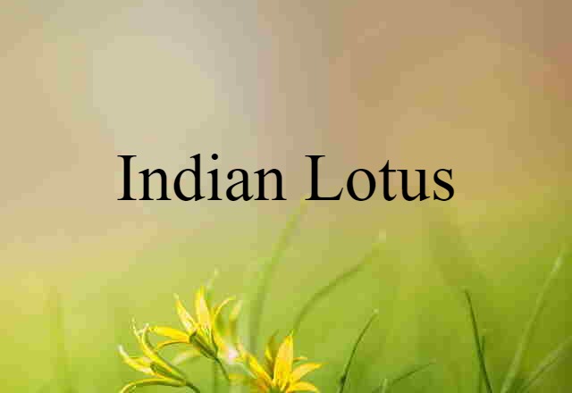 Indian lotus