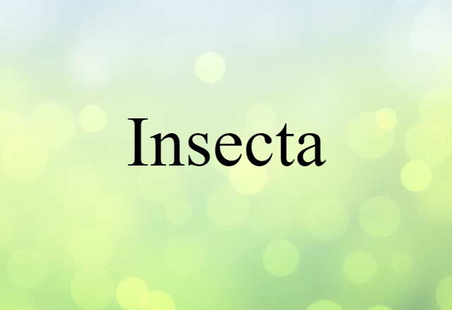 Insecta (noun) Definition, Meaning & Examples