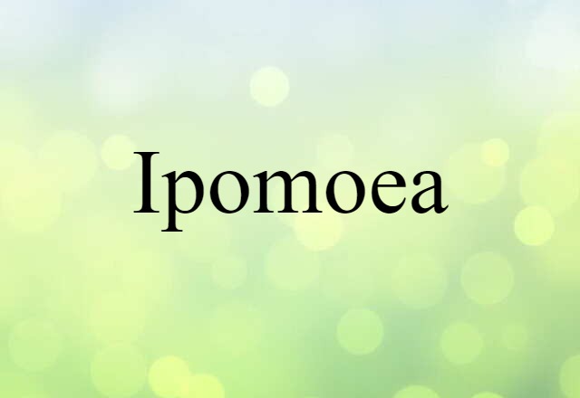 ipomoea