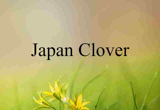 Japan clover