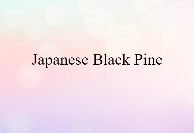 Japanese black pine