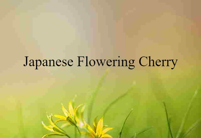 Japanese Flowering Cherry (noun) Definition, Meaning & Examples