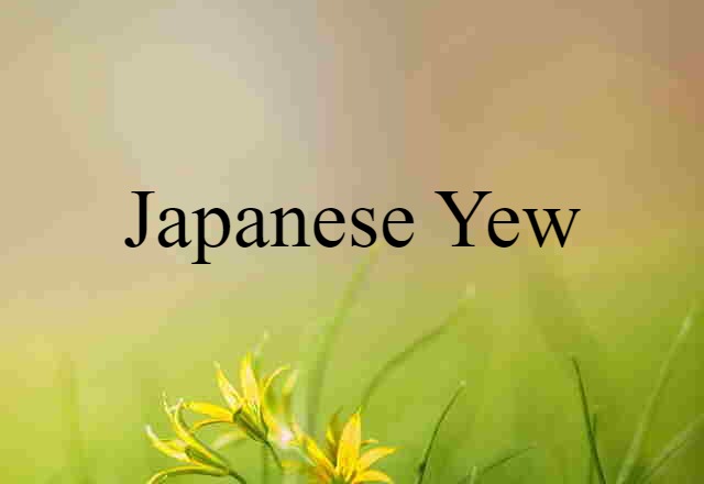 Japanese Yew (noun) Definition, Meaning & Examples