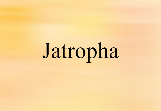 Jatropha (noun) Definition, Meaning & Examples