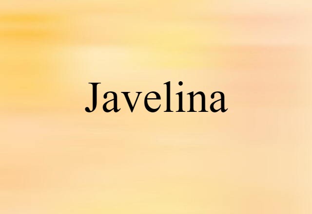 Javelina (noun) Definition, Meaning & Examples