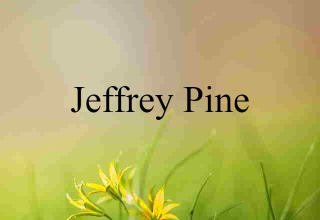 Jeffrey Pine (noun) Definition, Meaning & Examples