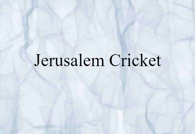 Jerusalem Cricket (noun) Definition, Meaning & Examples