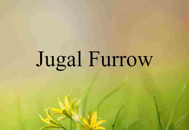 jugal furrow