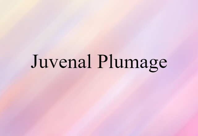 juvenal plumage