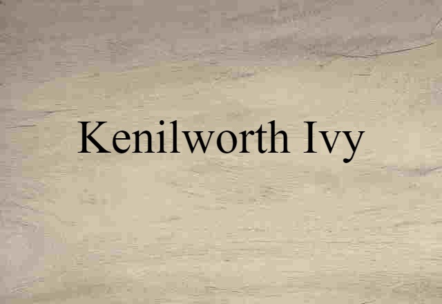 Kenilworth ivy