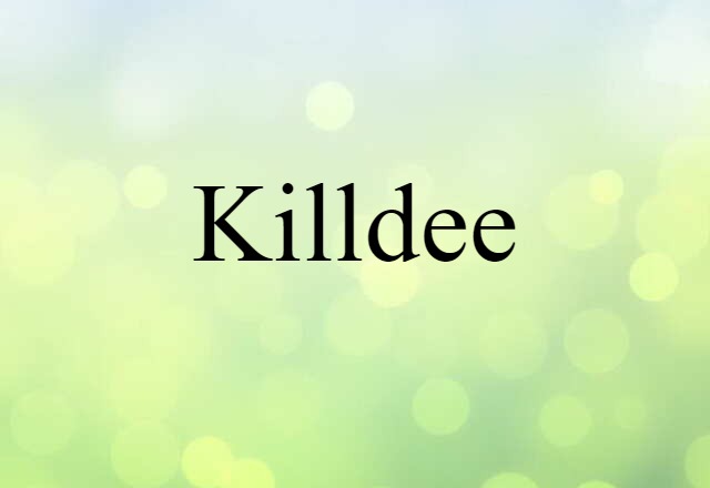 killdee