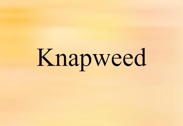 Knapweed (noun) Definition, Meaning & Examples