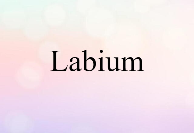 Labium (noun) Definition, Meaning & Examples