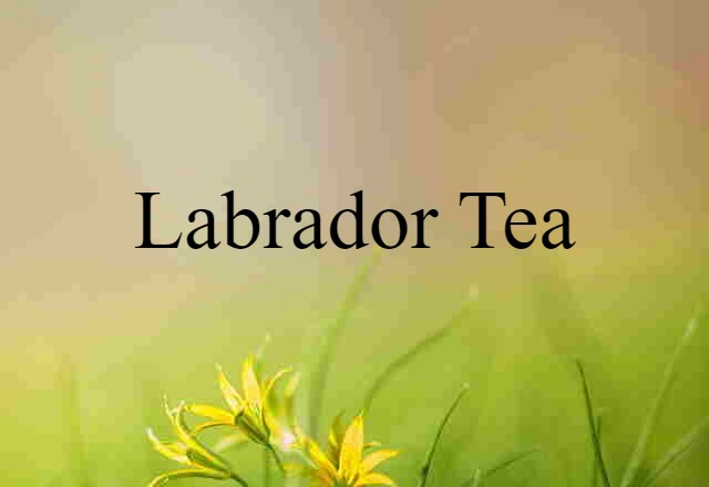 Labrador Tea (noun) Definition, Meaning & Examples